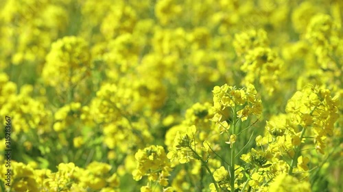 風に揺れる菜の花