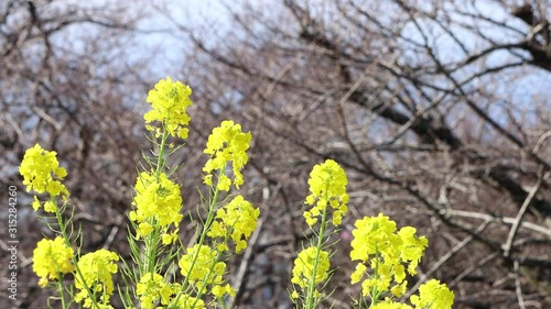 風に揺れる菜の花