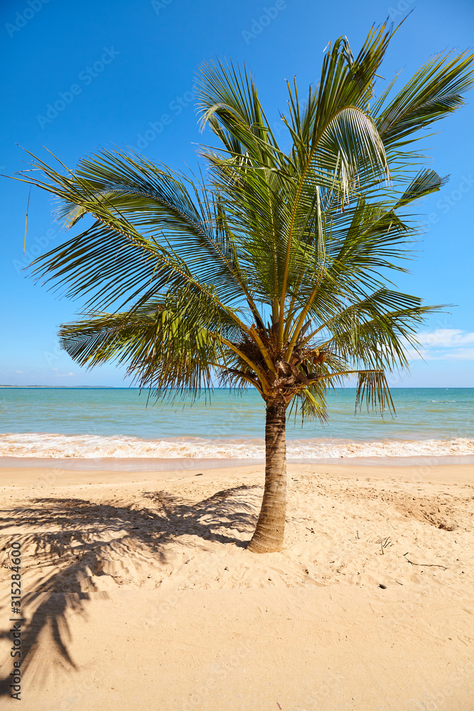 Coconut palm tree on a tropical beach, Sri Lanka.