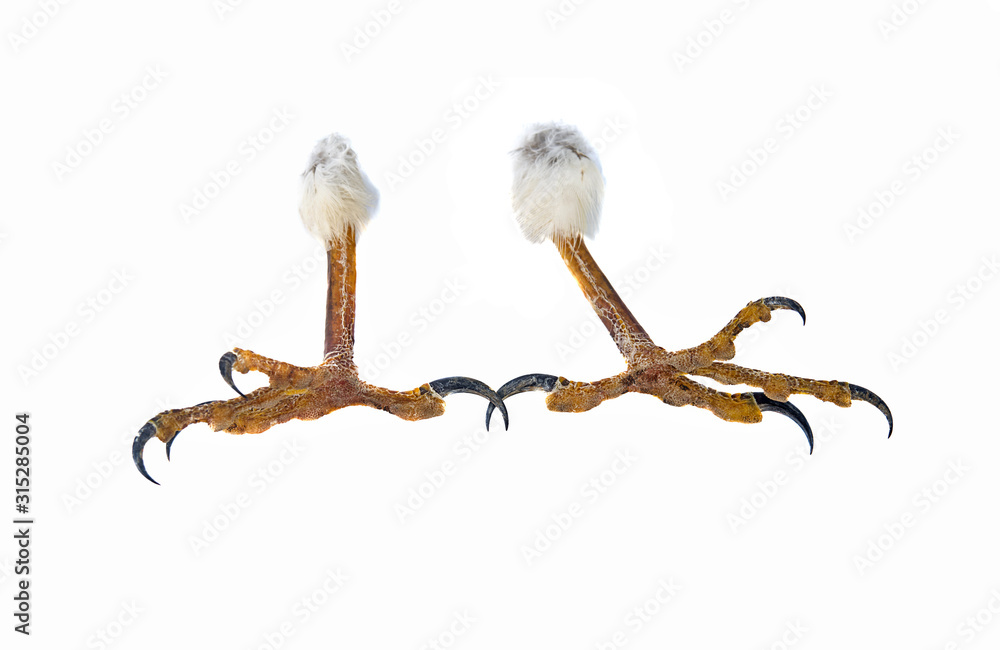 Fototapeta premium talons of the eagle isolated on a white background