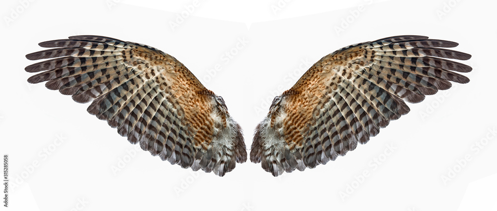 Obraz premium the back of eagle wings isolated on white background
