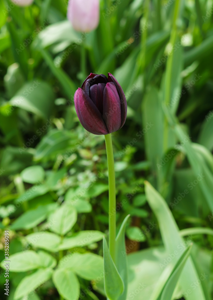 Tulip with maroon petals in the spring garden. Tulip with maroon petals in the spring garden.