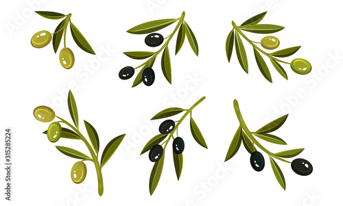Olives on Branches Vector Set. Eco Ingredient for Salads