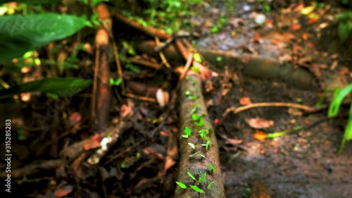 Unblocked ant trail running over wooden branch, with ants sometimes bumping into each other. Ant column leading over wooden bridge towards colony. Industrious ants, close up. photo