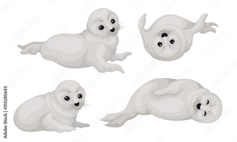 White Playful Fur Seal Lying and Rolling Vector Illustrations Set White Playful Fur Seal Lying and Rolling Vector Illustrations Set