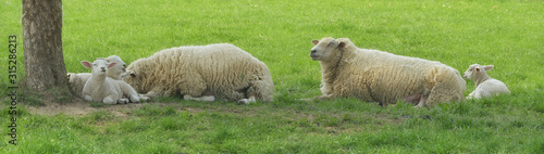 Schafe mit Lämmer liegen unter einem Baum im Schatten als Banner © Rebel