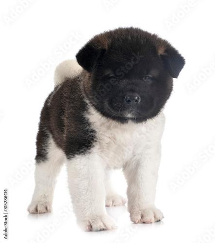 puppy american akita