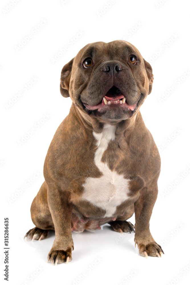 american bully in studio