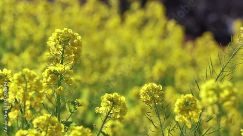 風に揺れる菜の花