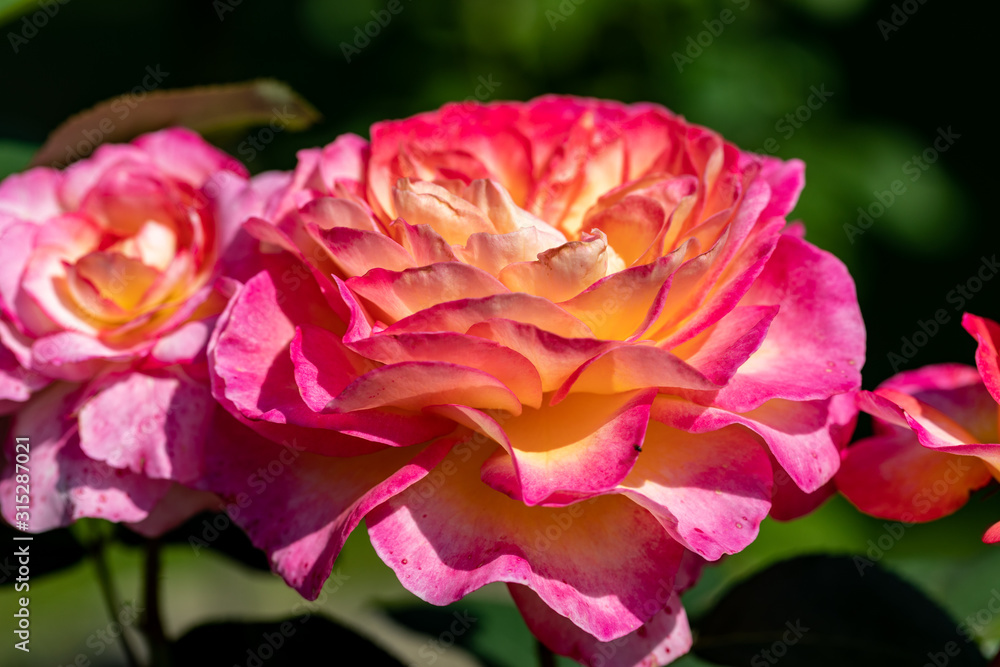 Colorful roses flowers on the branch in the garden Colorful roses flowers on the branch in the garden