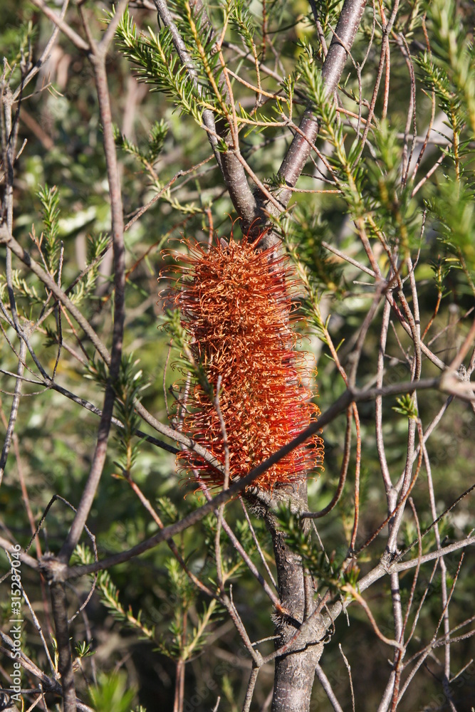 Obraz premium Bottlebrush