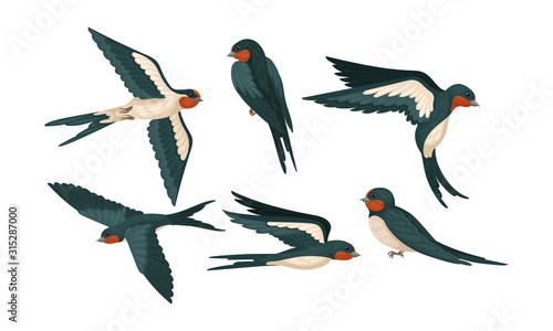 Barn Swallow with Long Tail and Sharp Wings Vector Set