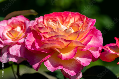 Colorful roses flowers on the branch in the garden