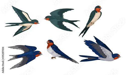 Barn Swallow with Long Tail and Sharp Wings Vector Set