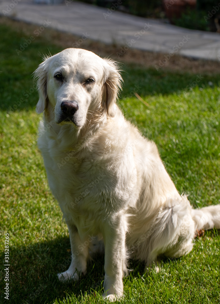 beautiful golden retriever on green grass in garden beautiful golden retriever on green grass in garden