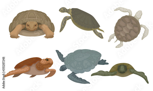 Sea Turtles from Different Perspectives Isolated on White Background Vector Set