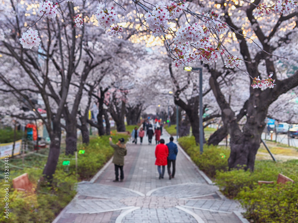 Aerial View of Cherry Blossoms Blooming in Jakcheonjeong, Ulju, Ulsan, Korea Aerial View of Cherry Blossoms Blooming in Jakcheonjeong, Ulju, Ulsan, Korea