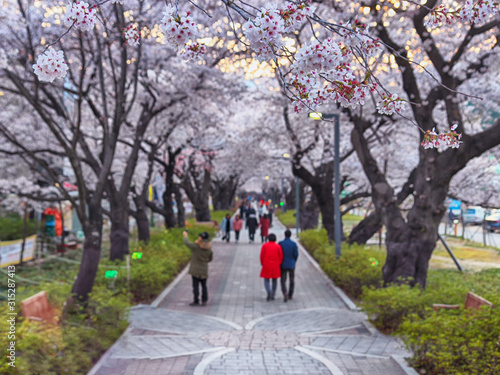 Aerial View of Cherry Blossoms Blooming in Jakcheonjeong, Ulju, Ulsan, Korea