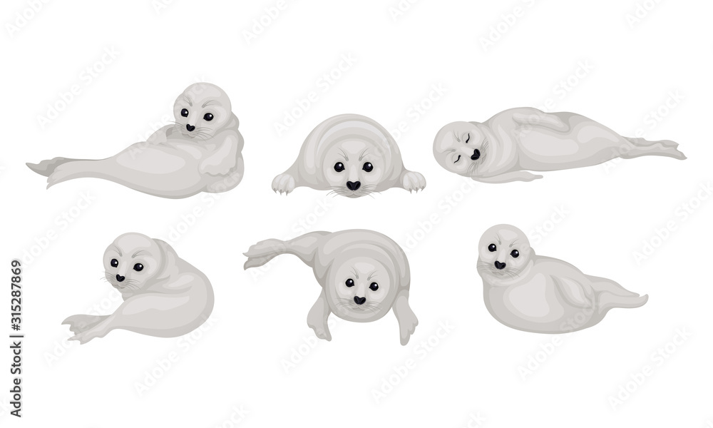 White Playful Fur Seal Lying and Rolling Vector Illustrations Set
