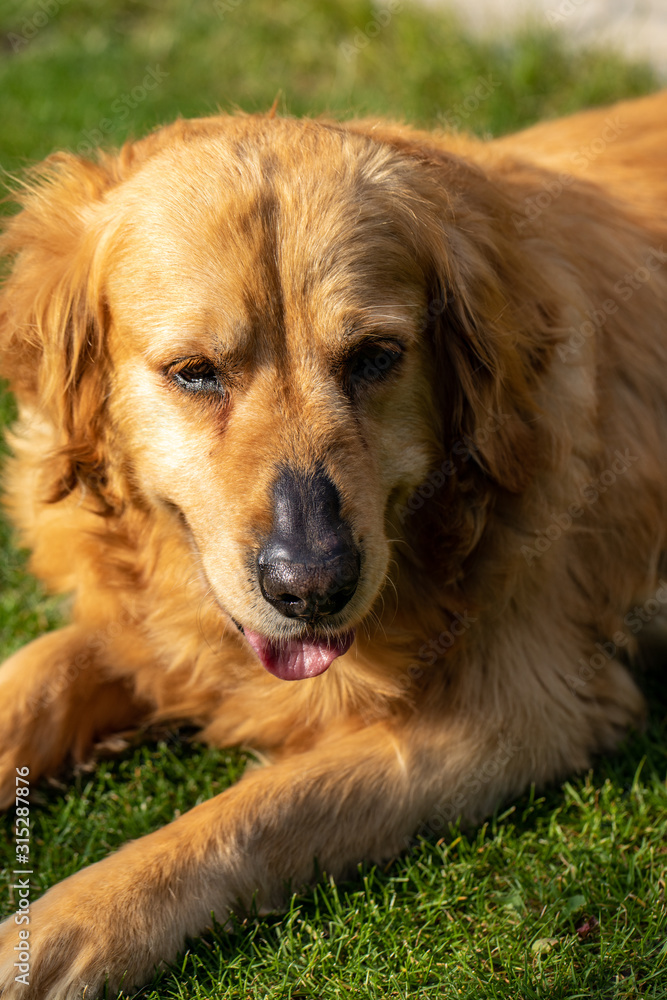 beautiful golden retriever on green grass in garden beautiful golden retriever on green grass in garden