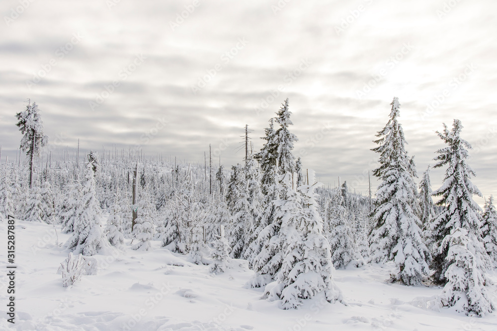 Fototapeta premium Winterwald