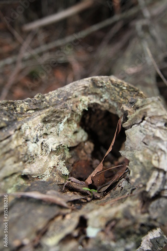 Hole in tree trunk