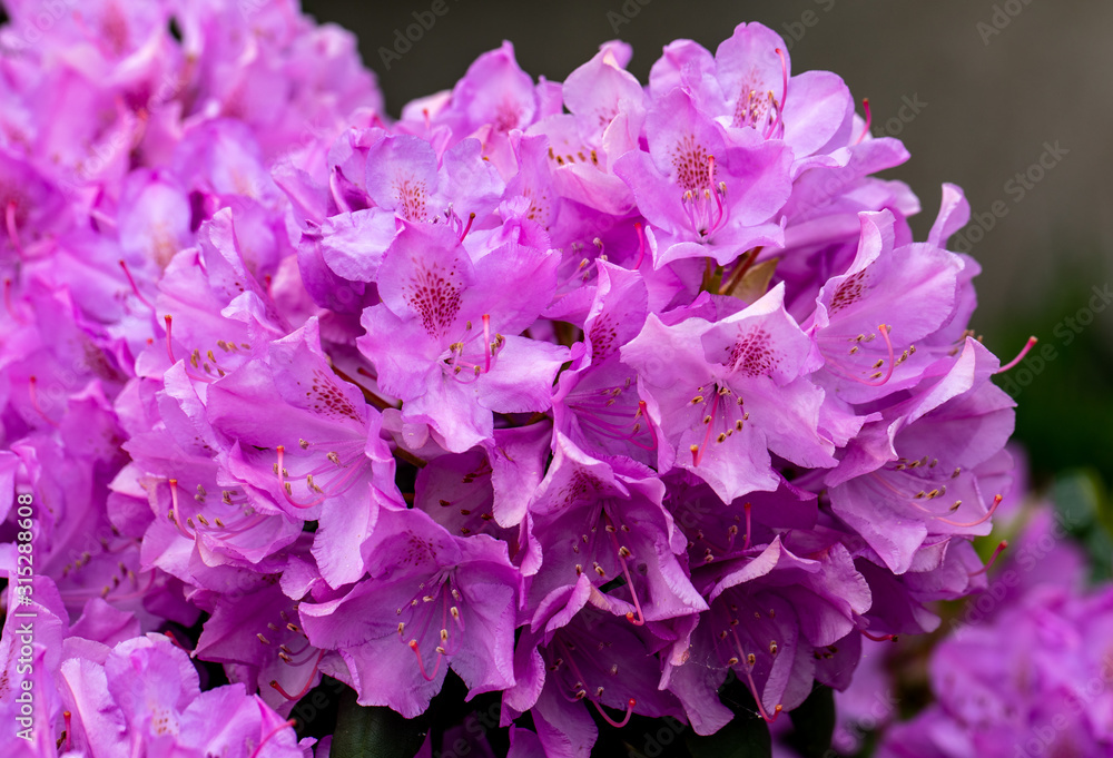 Blooming pink flowers of Rhodenron. A great decoration for any garden