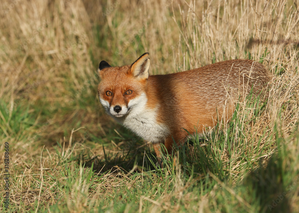 A magnificent hunting wild Red Fox, Vulpes vulpes, standing in a meadow. A magnificent hunting wild Red Fox, Vulpes vulpes, standing in a meadow.