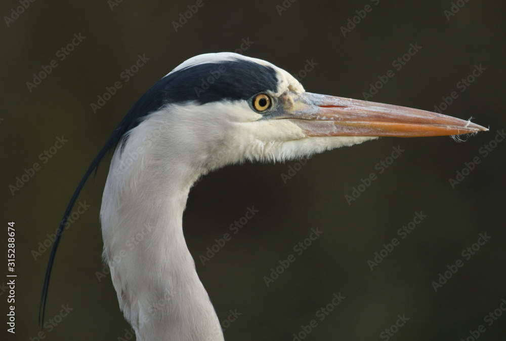 A head shot of a hunting Grey Heron, Ardea cinerea, standing at the edge of a lake. A head shot of a hunting Grey Heron, Ardea cinerea, standing at the edge of a lake.
