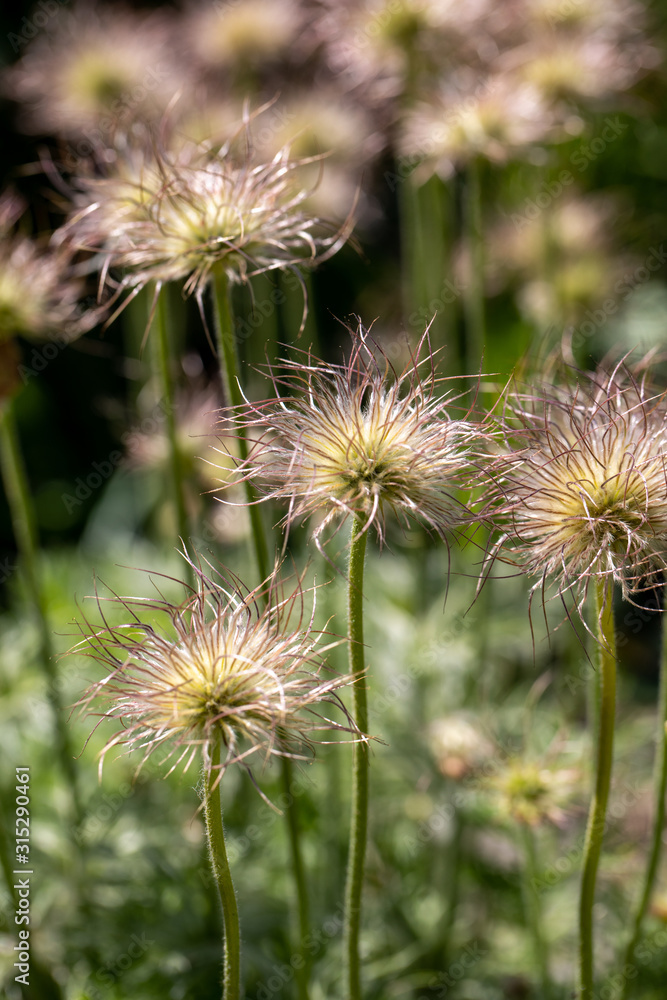 flower of the pasqueflower in the garden flower of the pasqueflower in the garden