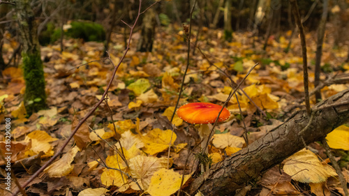 autumn leaves in forest