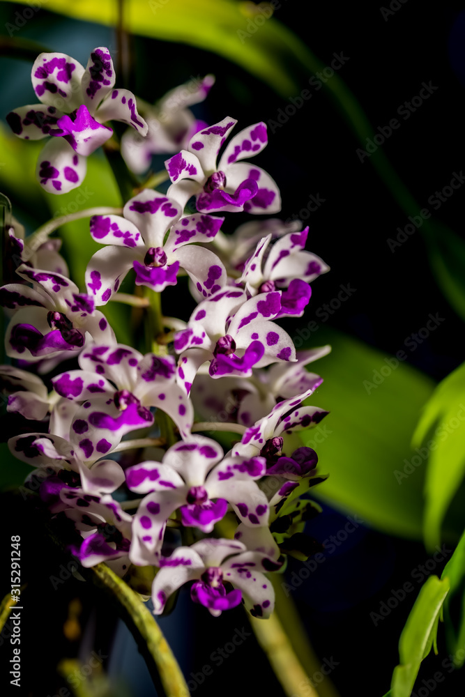 Fototapeta premium Photo of beautiful flowers with a dedicated place for text. Greeting card for your girlfriend. Valentine's Day. Love.