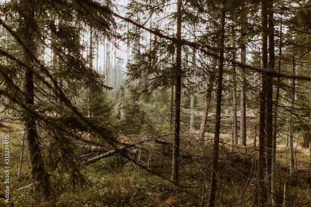 Fototapeta premium Woods