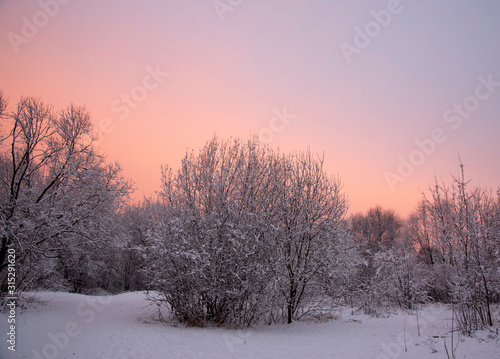 Snow-covered Park on the background of a gentle dawn