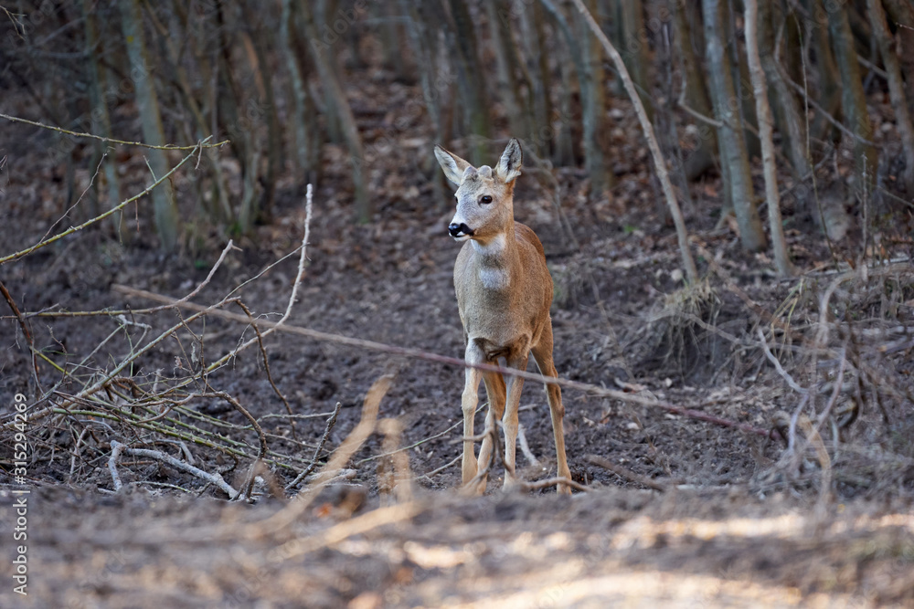Roe buck in the forest Roe buck in the forest
