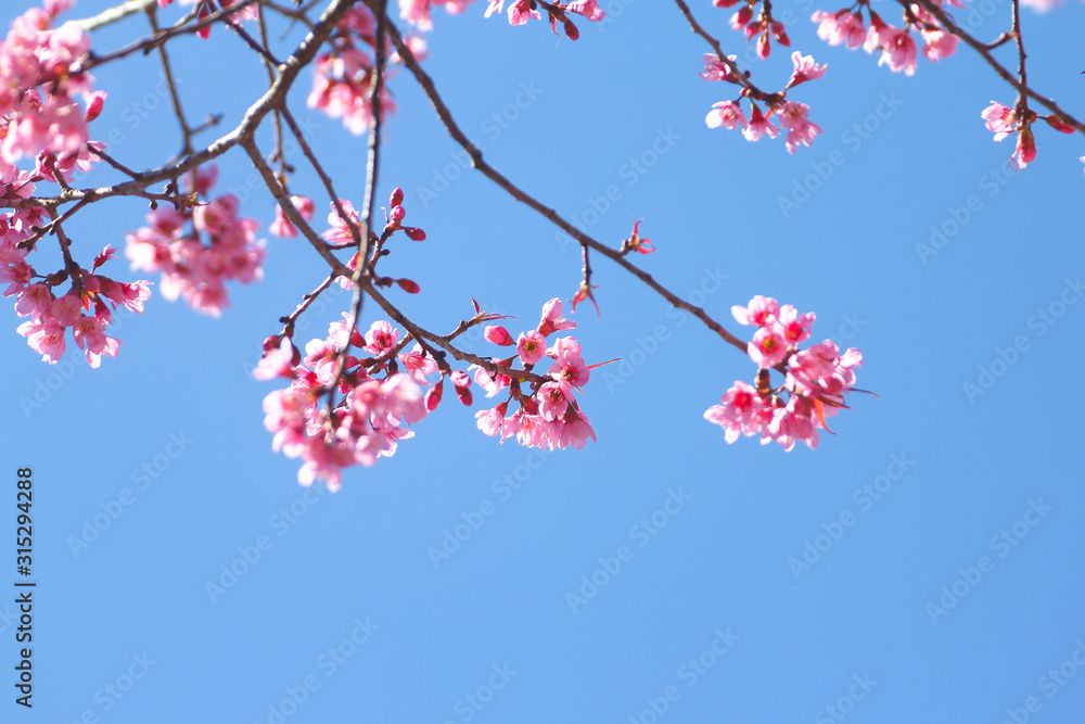 Wild Himalayan Cherry flowers or Sakura across blue sky Wild Himalayan Cherry flowers or Sakura across blue sky