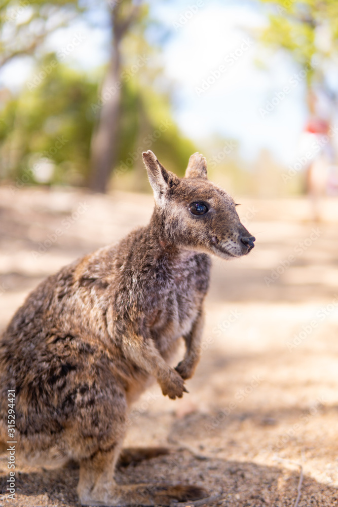 Fototapeta premium Joey