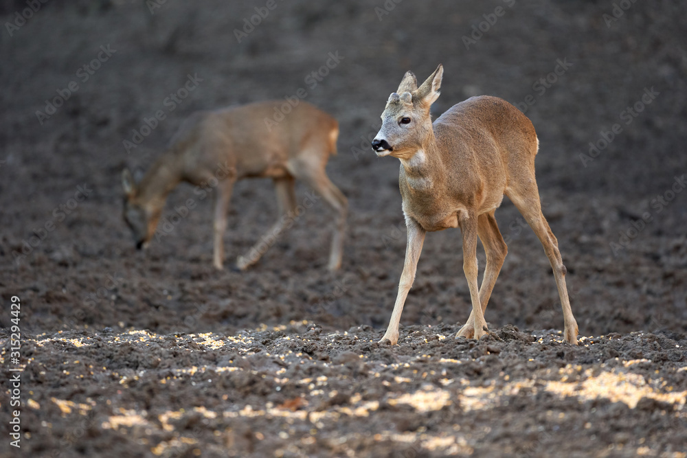 Fototapeta premium Roe buck in the forest