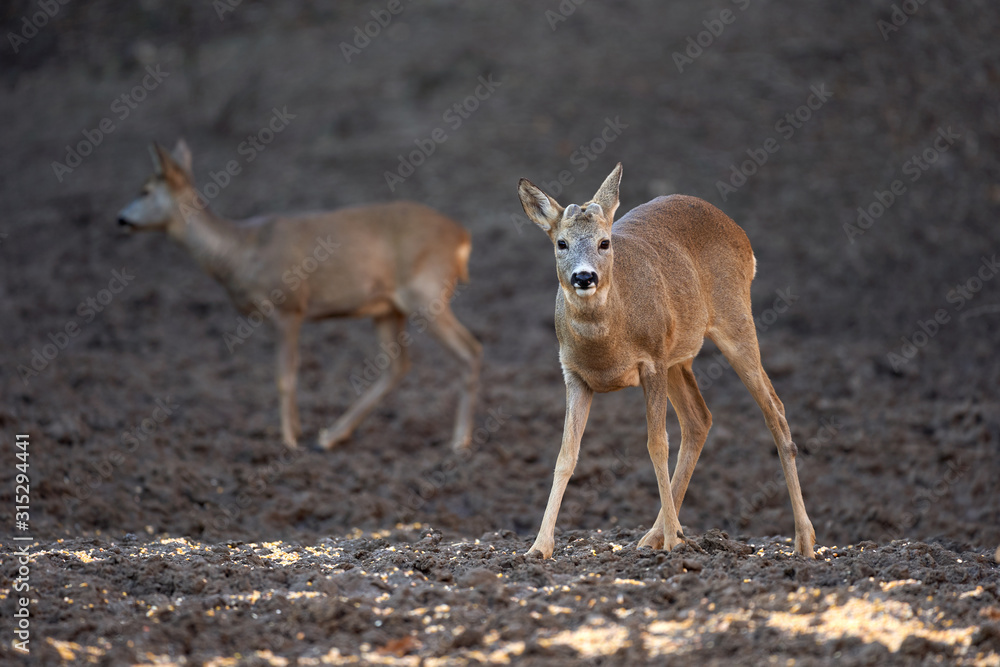 Roe buck in the forest Roe buck in the forest