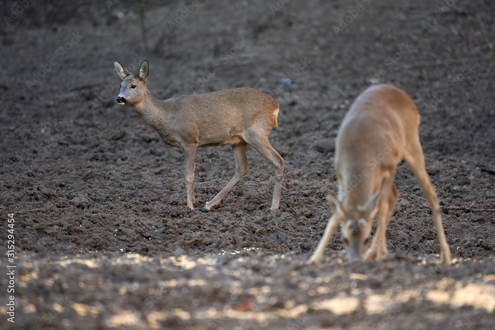 Fototapeta premium Roe buck in the forest