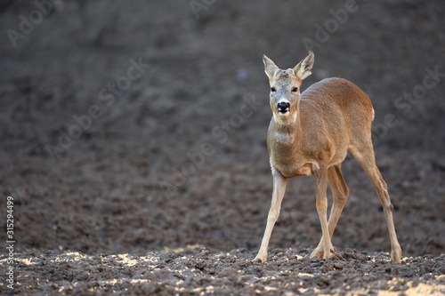 Roe buck in the forest