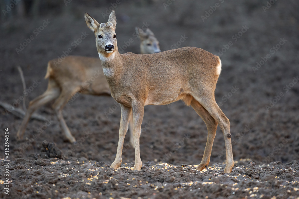 Roe buck in the forest Roe buck in the forest