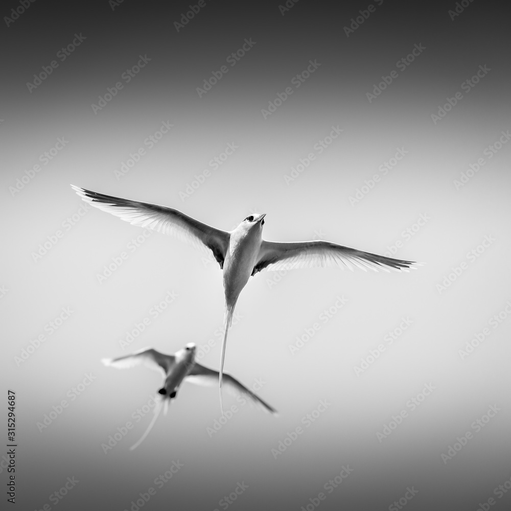 PailleenQueue Ile Rodrigues Voyage Stock Photo Adobe Stock