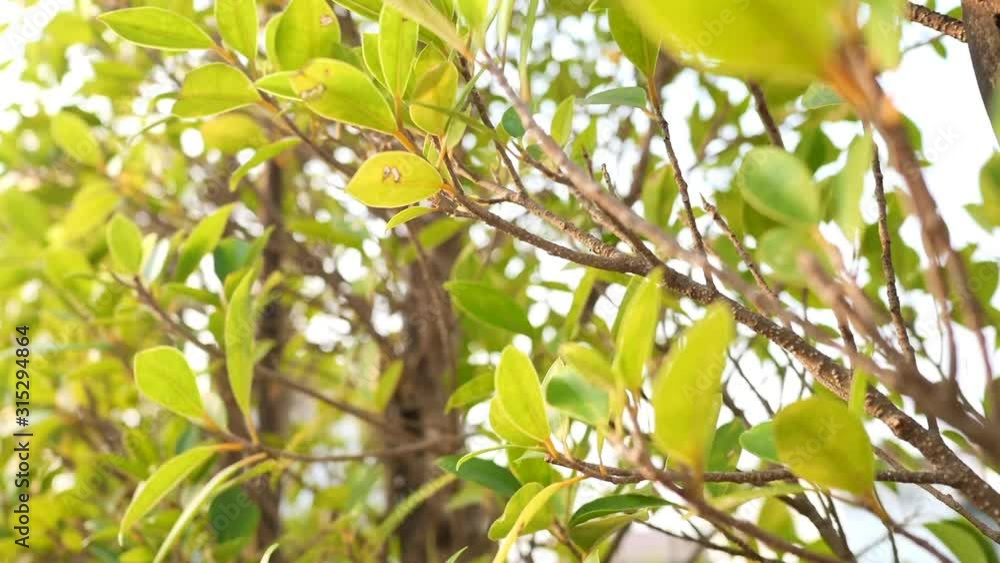 Green leave of trees plants swaying in the wind againt the sky background. Environment, nature and relaxation concepts. Green leave of trees plants swaying in the wind againt the sky background. Environment, nature and relaxation concepts.