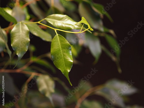 Isolated green young leaves of the house plant ficus Benjamina on a black background closeup. Luxury flower pattern for decoration, design, cover printing and painting.