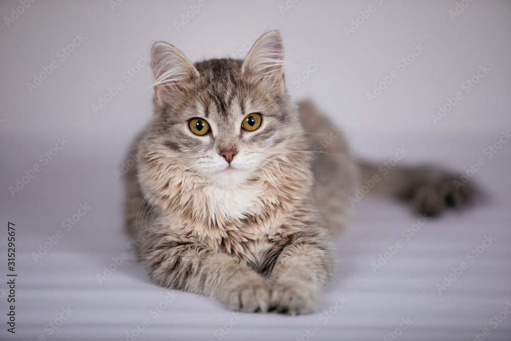 Gray fluffy cat. Gray fluffy cat.