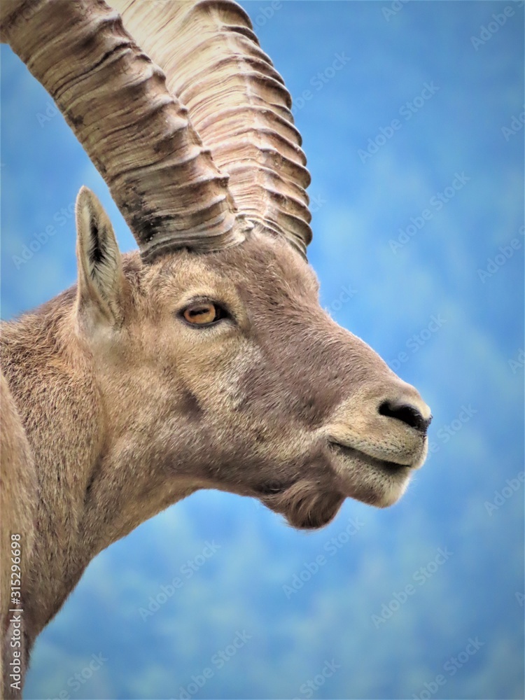Close up of male ibex head side