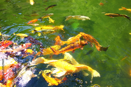 colorful kois in pool.the beautiful crafts swimming and sun reflex on water.nature light and good feed make multicolor fish or pet storng beauty.