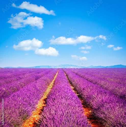 Lavender flower blooming fields endless rows. Valensole Provence, France.