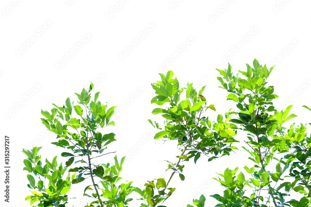 Tropical tree leaves with branches and sun light on white isolated background for green foliage backdrop Tropical tree leaves with branches and sun light on white isolated background for green foliage backdrop